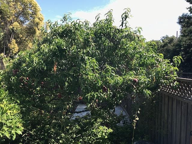 Your Backyard- View 3