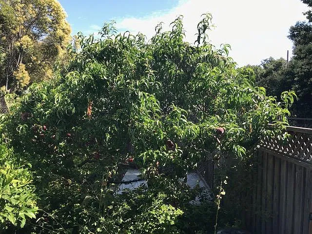 Your Backyard- View 3