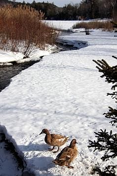 These two live here!