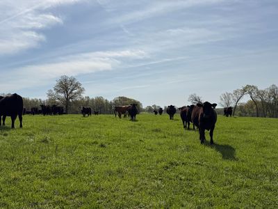 0000 Baker Creek County Road, Mansfield, MO, 65704