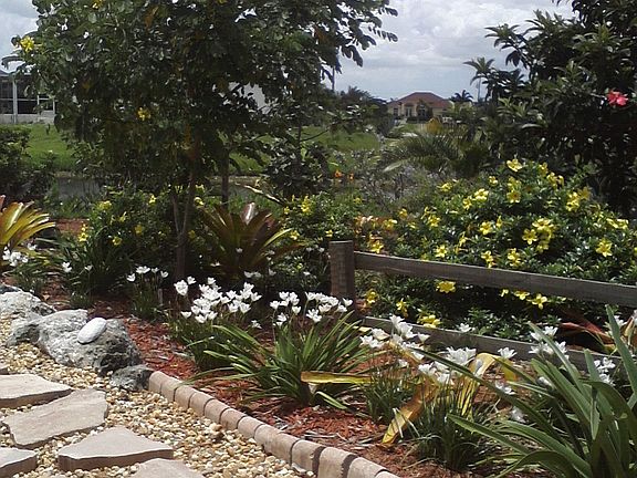 Yellow Allamandas blooming