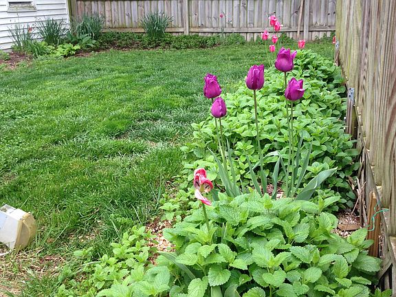 Yard to right. Deck to left