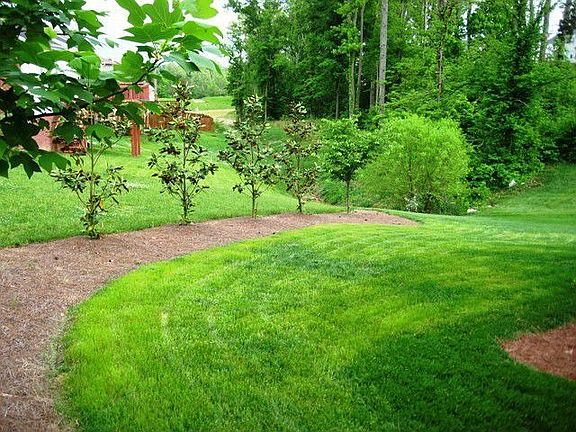 Tree line in backyard