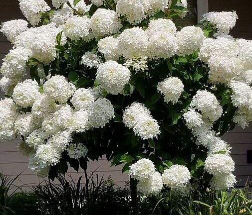 5th image of 2224 Markham STREET