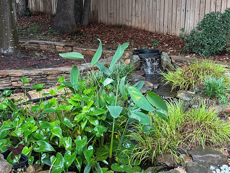 Waterfall pond with lush plants