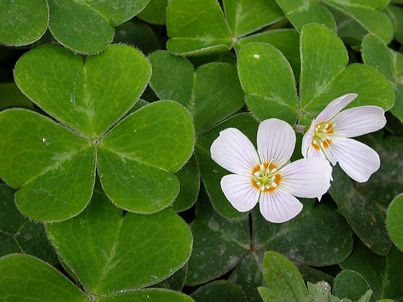 Redwood sorrel.