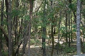 1st image of 463 Clewis Ln