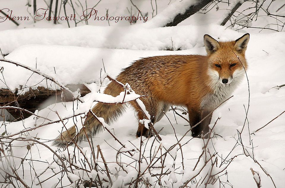 Foxes are common here