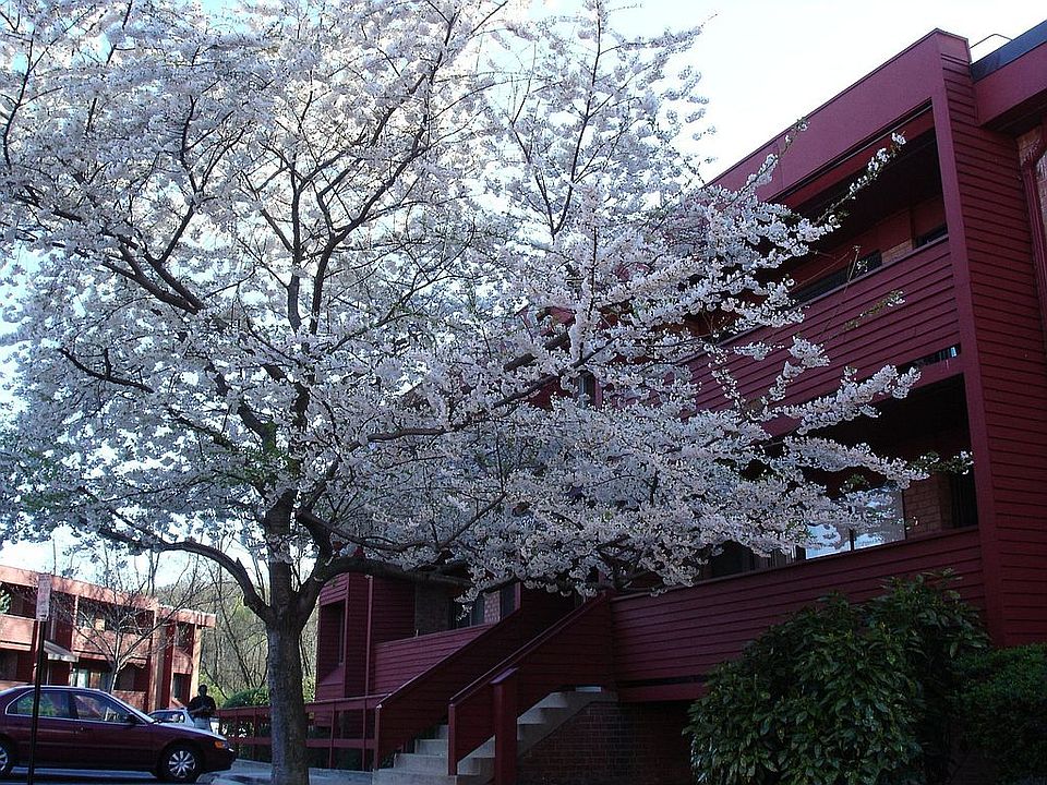 Cherry Blossom