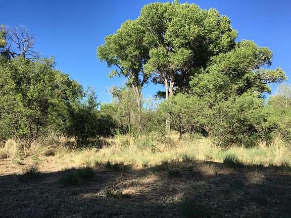 100 Year Old Cottonwood Trees