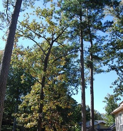 View from Deck