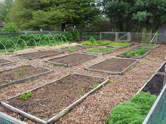 Raised beds in fenced garden