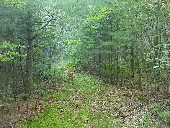 jeep trail through the lot