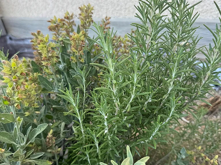 Rosemary