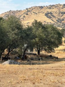 6896 Lupine Dr, Sanger, CA, 93657