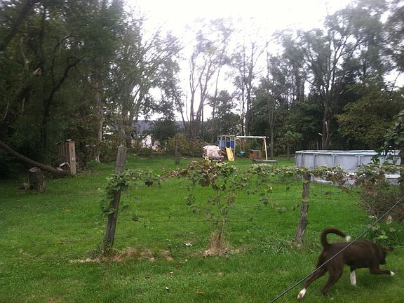 back yard