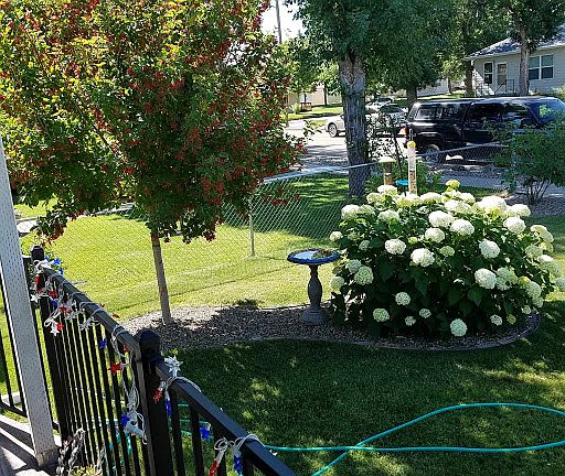 Anna Belle bush, Amur maple