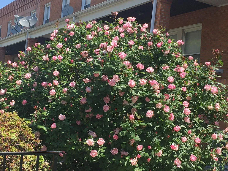 313 Drew St — Photo 10