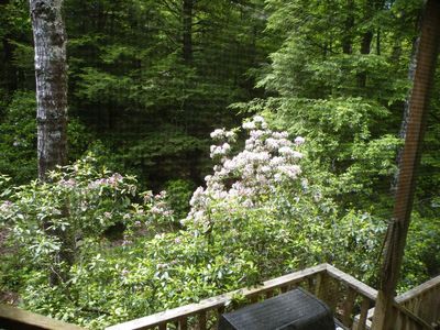 122 Mountain Laurel Ln, Signal Mountain, TN, 37377