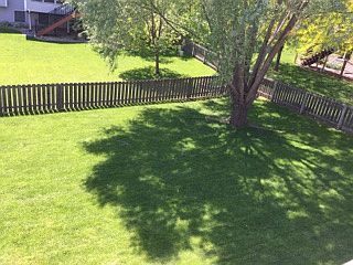back yard