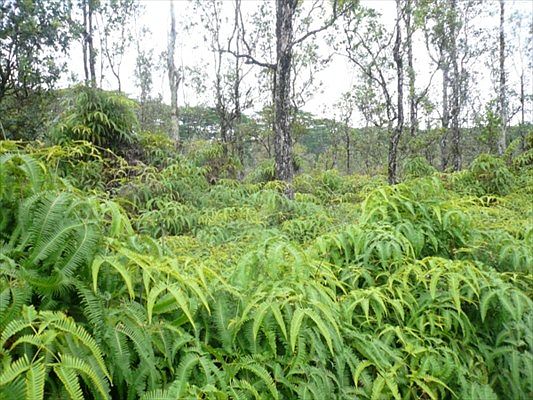 1st image of Kahukai St Lot 29
