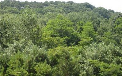 Great tree top views with south facing exposure.  Photo taken from ground level.