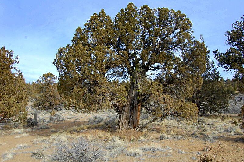 1st image of 1911 SE Eucalyptus Ln