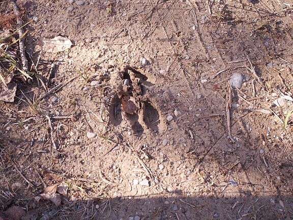 Deer track