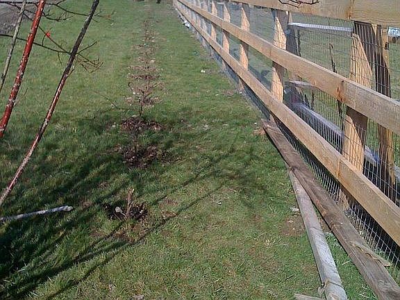 Pasture Fence