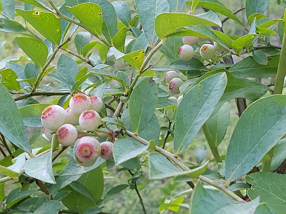 Fruit trees galore