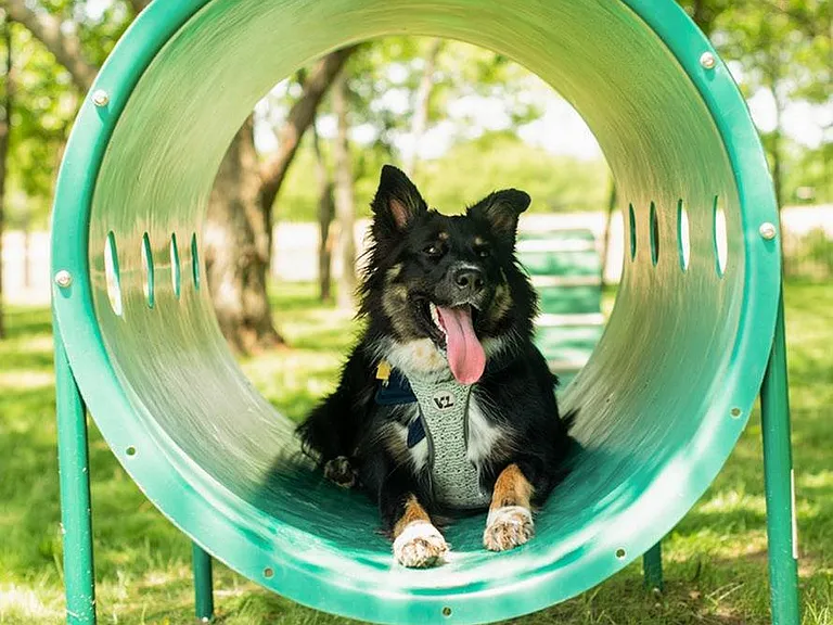 Dog Park