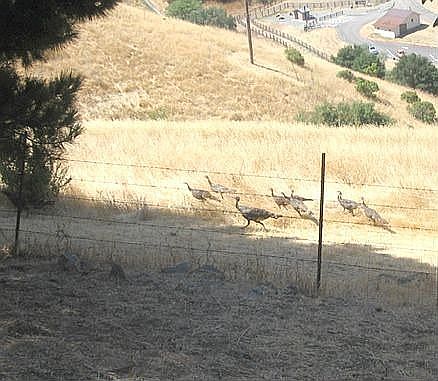 Wild Turkeys