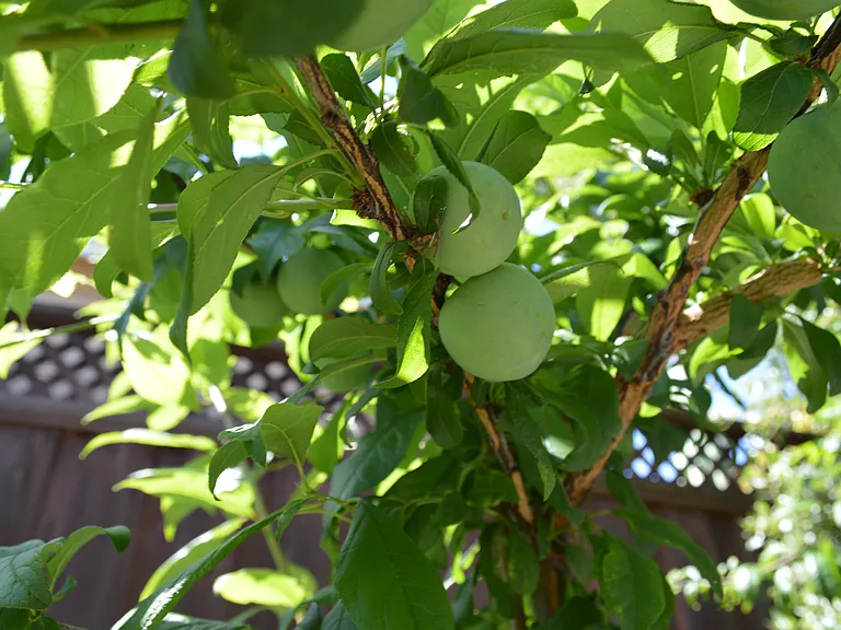 Fruit trees
