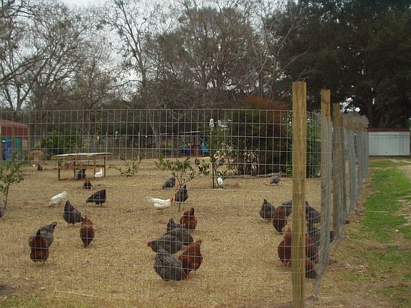 front orchard and hen area