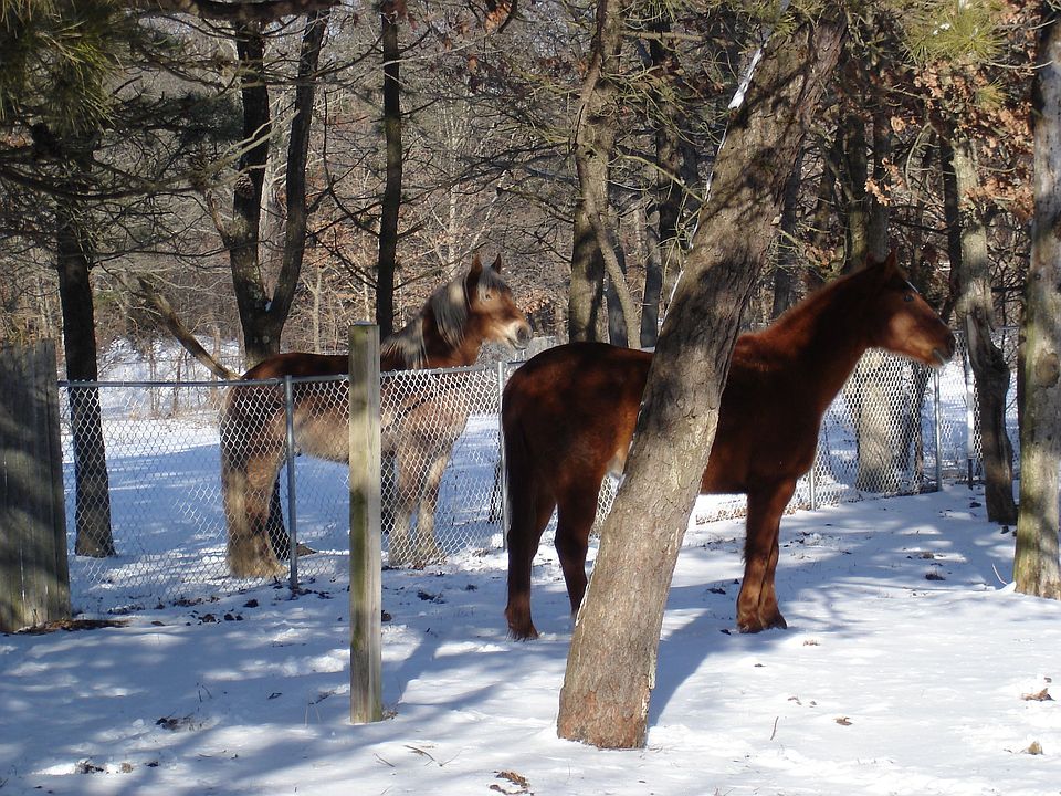 horse n around