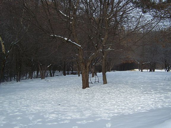 Woods and Wildlife abound!