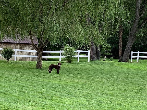 Back yard partial view