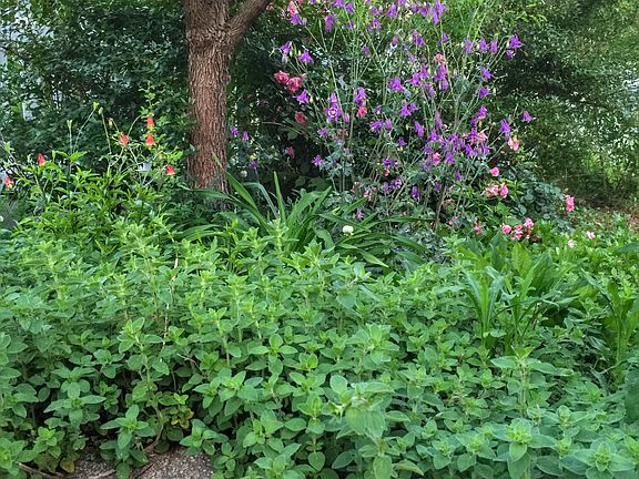 High yielding herbs gardens