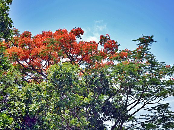 Nearby Flamboyant Tree