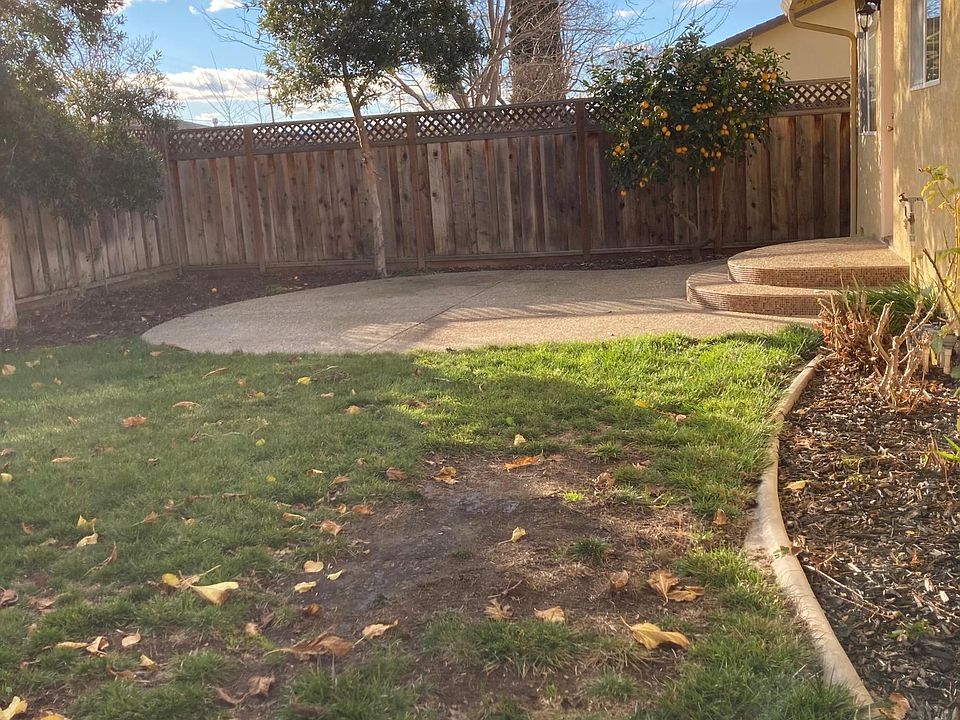Backyard1