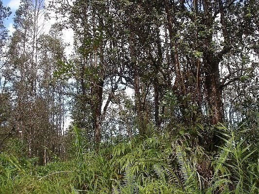 2nd image of Plumeria Dr Lot 13