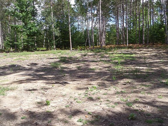 2nd image of 11382 Emerald Forest Ln