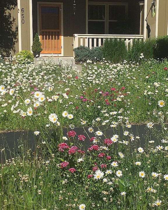 EARLY SUMMER MEADOW FLOWERS