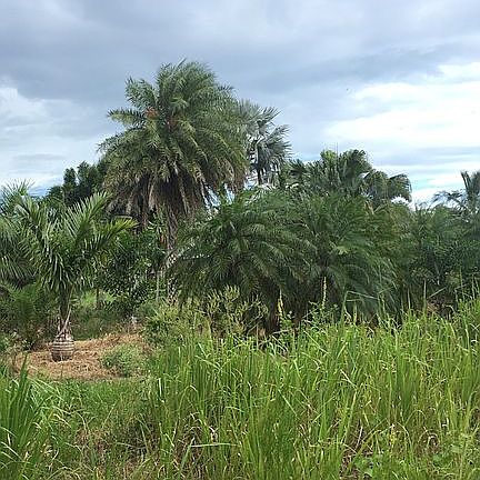 Palm tree farm view backyard