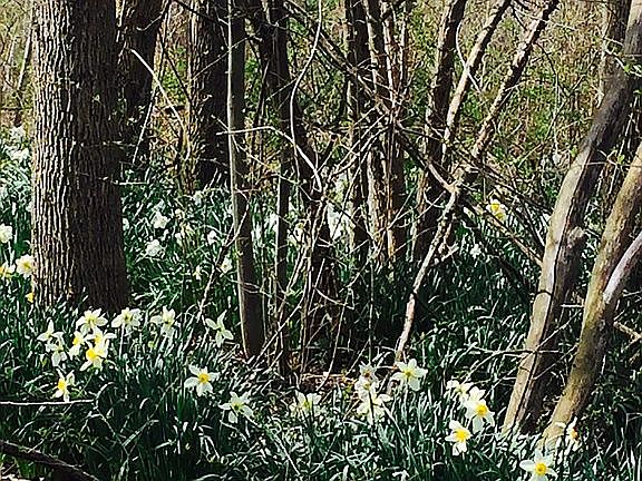 hundreds of daffies spring