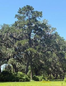 NW 61st Ln LOT 13, Ocala, FL, 34482