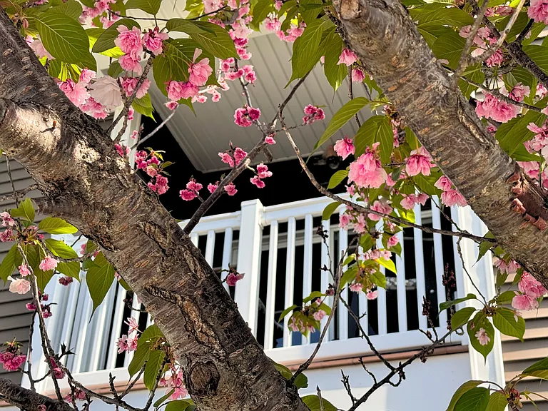 Holly Tree Apartments — Photo 7