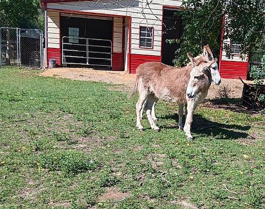 5th image of 130 Donkey Trl