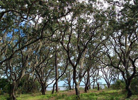 Heavily treed with oaks