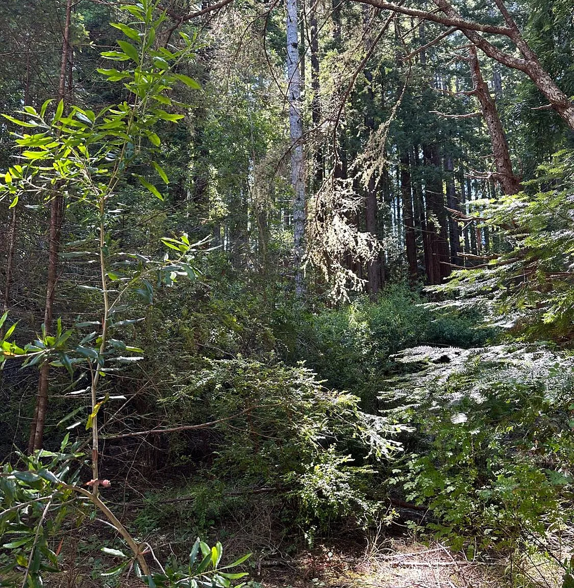 10181 Sorcerer Wood - Photo 5